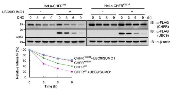 그림 18. Cycloheximide chase assay를 통하여 sumoylation이 CHFR의 안정성에 미치는 영향을 확인