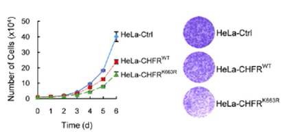 그림 19. cell proliferation assay와 colony formation assay를 통한 CHFR wild type과 K663R mutant의 tumor suppressor로서의 기능 차이를 확인