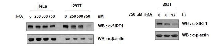 그림 20. HeLa와 293T 세포에서의 Oxidative stress에 의한 SIRT1 단밸질 수준의 감소