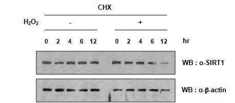 그림 21. 번역 후에 이뤄지는 Oxidative stress에 따른 SIRT1 단백질 수준 감소