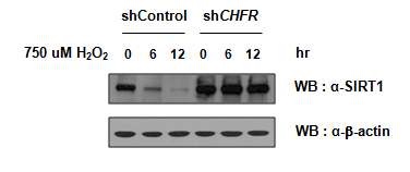 그림 22. Oxidative stress에 의한 SIRT1의 감소가 CHFR 의존적임을 확인