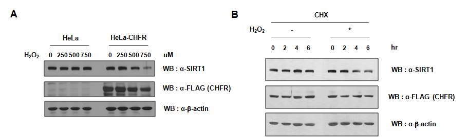 그림 23 A. HeLa와 HeLa-CHFR 세포에서의 Oxidative stress에 따른 SIRT1 단백질 수준의 변화B. HeLa-CHFR 세포에 Oxidative stress와 cycloheximide를 동시에 처리하여 SIRT1 단백질 수준의 변화 측정