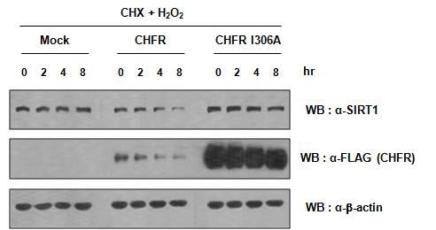 그림 24. Oxidative stress에 따른 SIRT1 감소와 CHFR의 E3 ubiquitin ligase 활성의 필요성