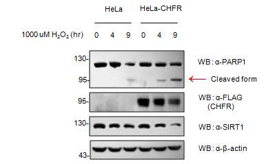 그림 25. HeLa stable cell에서 Oxidative stress에 따른 apoptosis의 변화를 PARP1 cleavage를 통하여 측정