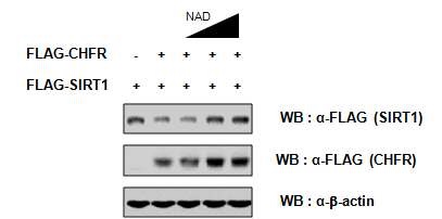 그림 26. NAD+에 의해 CHFR에 의해 감소 된 SIRT1 수준이 회복됨을 확인