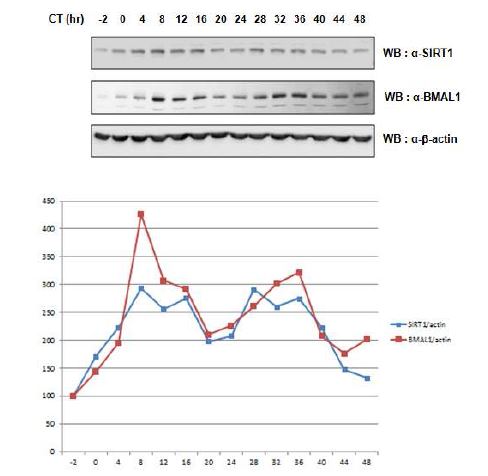 그림 27. NIH-3T3 세포의 생체 시계에서 SIRT1 단백질 수준의 주기적 변화를 확인