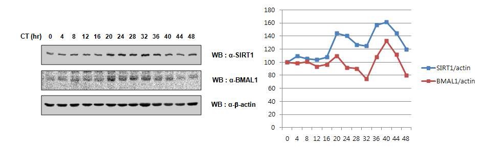 그림 28. IMR-90 세포의 생체 시계에서 SIRT1 단백질 수준의 주기적 변화를 확인