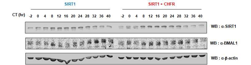 그림 29. NIH-3T3 세포의 생체 시계에서 CHFR에 의해 SIRT1의 주기성이 변화함을 확인