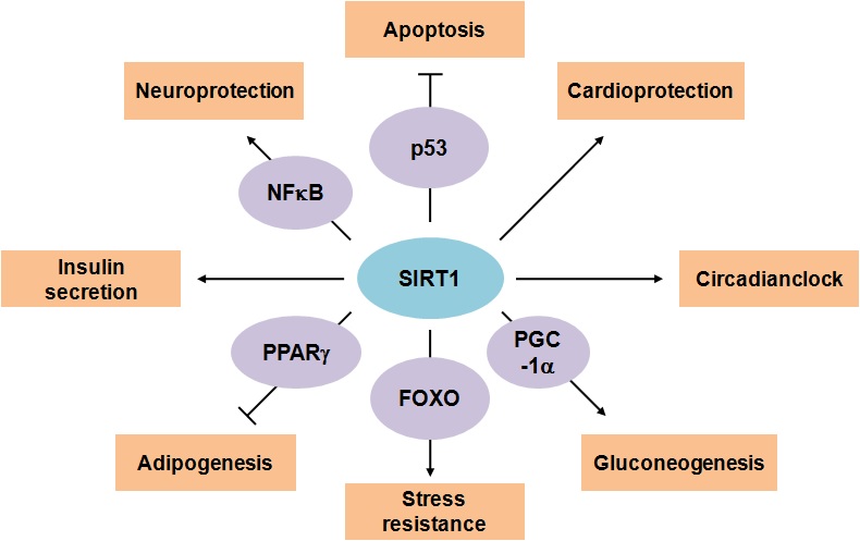 그림 2. 세포 내에서 SIRT1이 관여하는 여러 가지 생리 현상과 기질