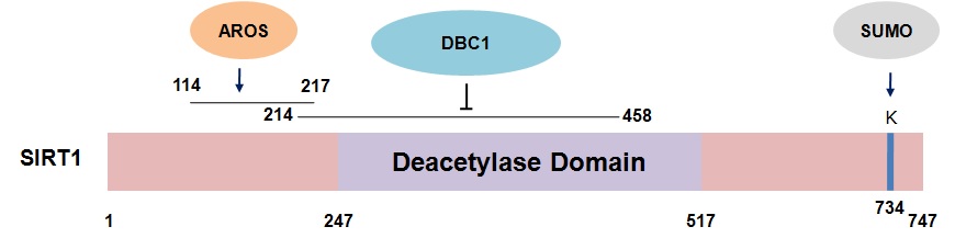 그림 3. SIRT1 조절 인자 (Regulator)와 SIRT1 번역 후 변형