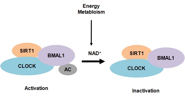 그림 4. 생체 시계 (Circadian Rhythm)와 SIRT1