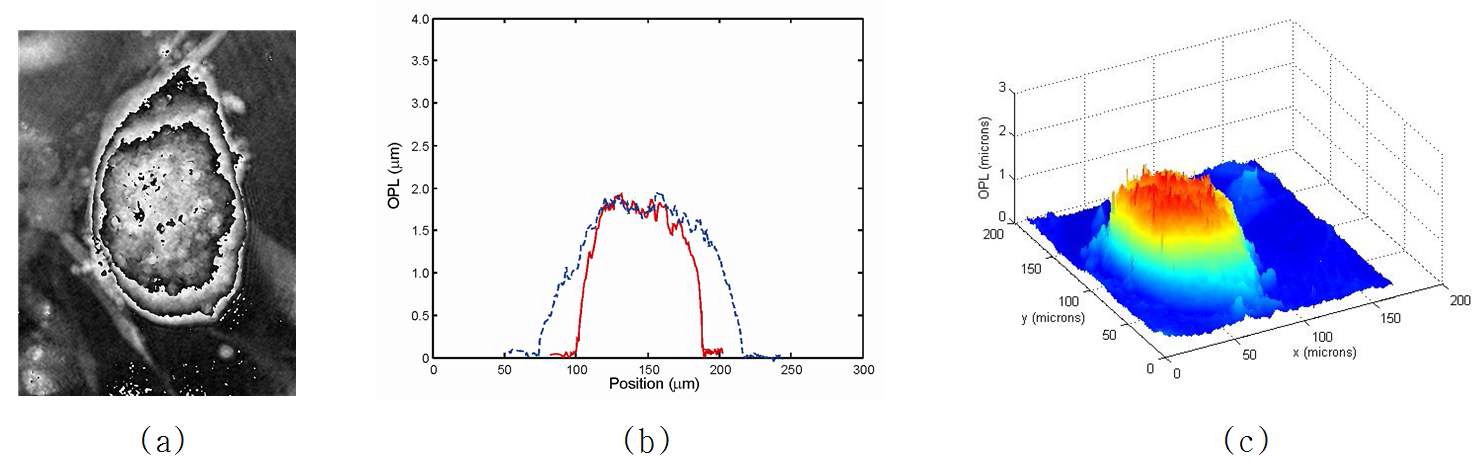 그림 4. Computed phase distribution of a embryonic stem cell colony using off-axis digital holography