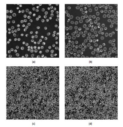 Fig. 11. RBC phase images