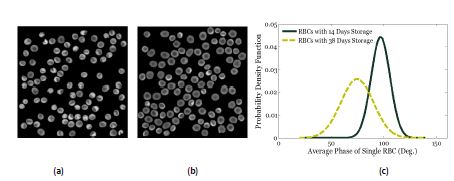 그림 15. The segmented phase images of newer and older RBCs