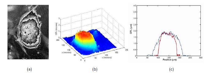 Fig. 21: Computed phase distribution of a day 3 embryonic stem cell colony using DHM