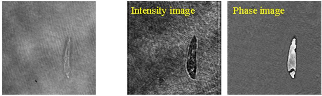 Fig 23. (a) Example of digital hologram of Euglena Acus, (b) intensity and (c) unwrapped phase reconstruction of the wavefront