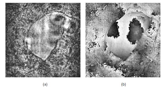 Fig. 25: Reconstructed object wavefront using single beam technique in Fig. 24. Object was section of an insect wing.