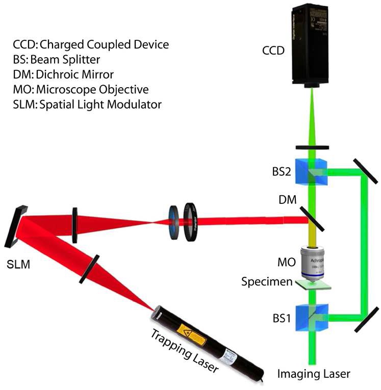 Fig. 26. Integration of DHM and HOT in a Mach-Zehnder interferometer for imaging and dynamic optical trapping using a reflective SLM. The dichroic mirror reflects at the trapping beam wavelength.