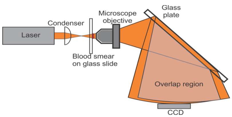 Fig. 27. Experimental setup for generating the shearing interferogram to measure the complex amplitude of RBCs.