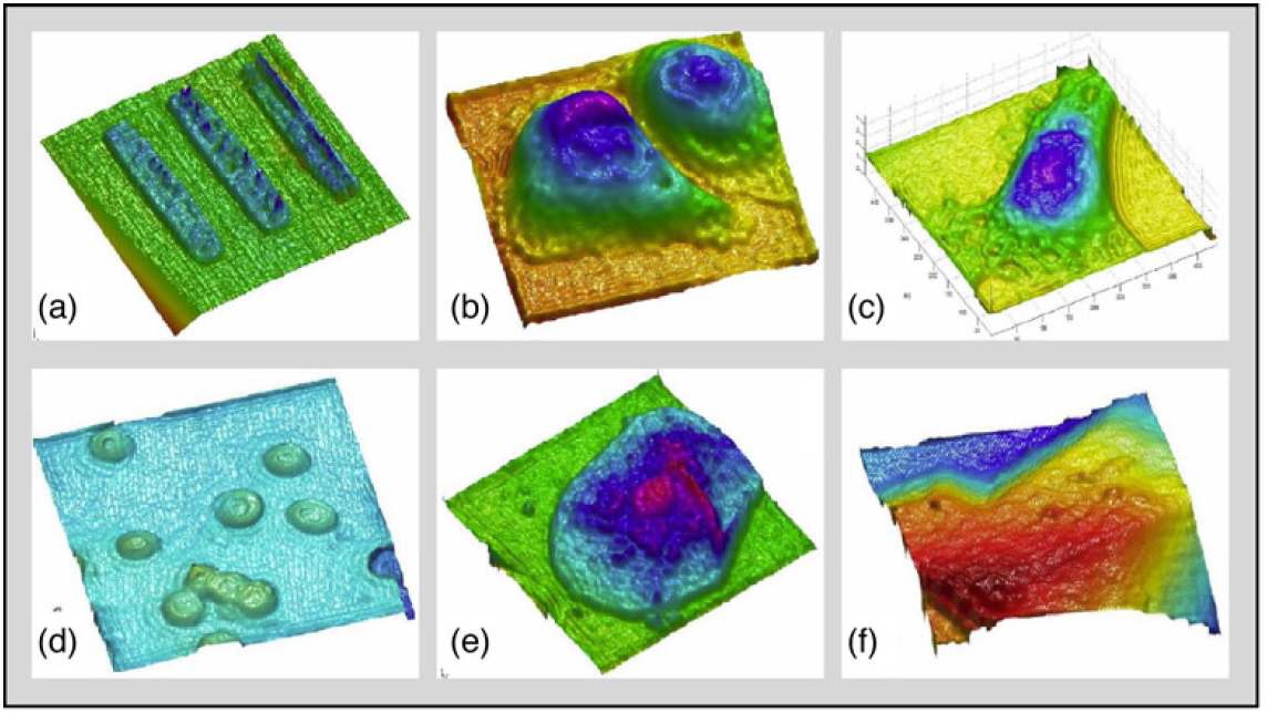 Fig. 34 Examples of quantitative phase microscopy by digital holography