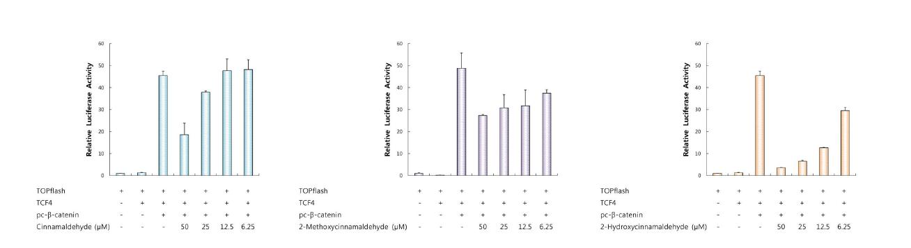 β-catenin을 도입시킨 HEK293 세포주에서의 phenylpropanoid계 물질의 효능