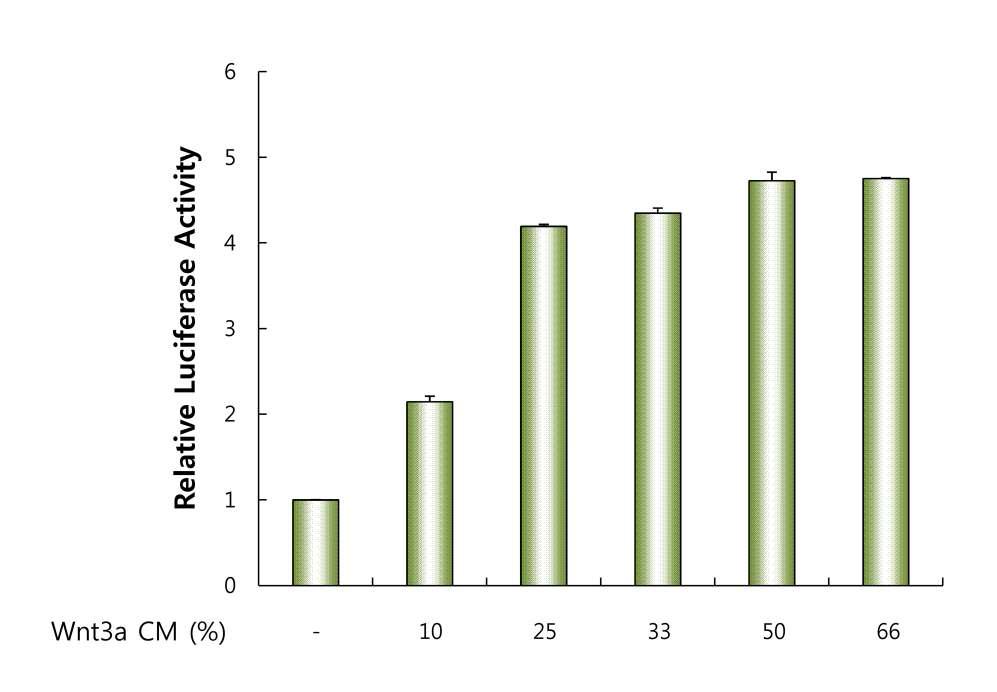 Wnt3a에 의한 HEK293 세포주의 TCF/LEF luciferase 활성화