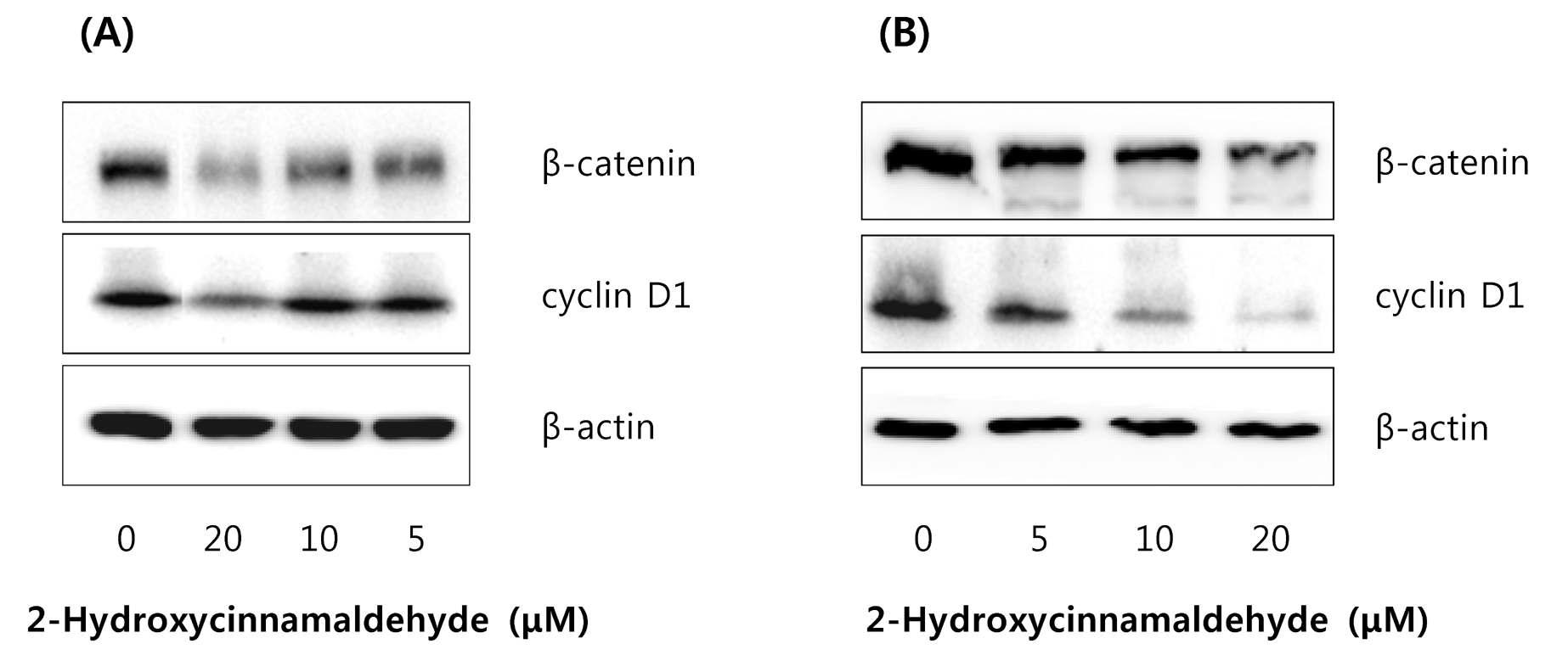 2-hydroxycinnamaldehyde의 β-catenin 및 β-catenin 표적 단백질 cyclin D1의 발현저해효능