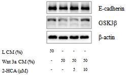 2-Hydroxycinnamaldehyde의 β-catenin 관련 단백질 발현 조절