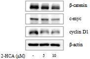 2-Hydroxycinnamaldehyde의 β-catenin 및 그 표적 단백질의 발현 저해 효능