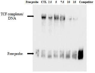 2-Hydroxycinnamaldehyde의 TCF complex 와 DNA 결합 저해 활성