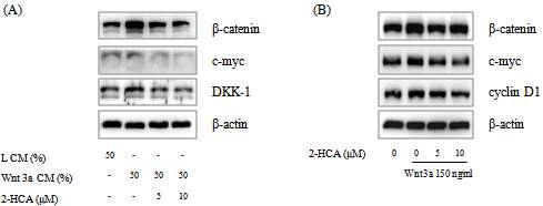 Wnt 신호 전달에 의해 발현이 증가한 β-catenin 및 그 표적 단백질에 대한 2-hydroxycinnamaldehyde의 저해 효능
