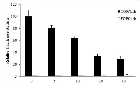 β-catenin이 과발현되는 HCT116 세포주에서의 2-hydroxycinnamaldehyde의 효능