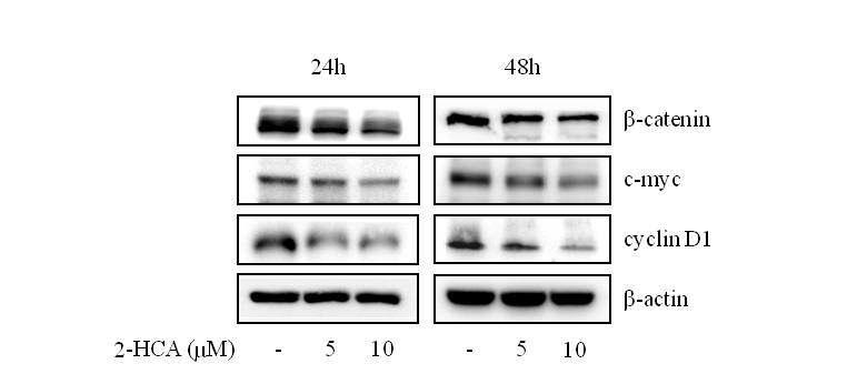 2-Hydroxycinnamaldehyde의 β-catenin 및 그 표적 단백질의 발현 저해 효능