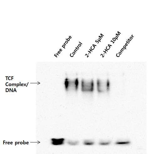 2-Hydroxycinnamaldehyde의 TCF complex 와 DNA 결합 저해 활성