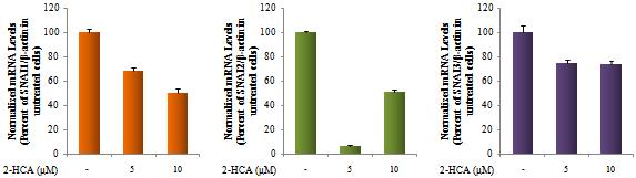 2-Hydroxycinnamaldehyde의 snail mRNA 발현 억제 효능