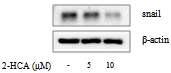 2-Hydroxycinnamaldehyde의 snail 단백질 발현 억제 효능