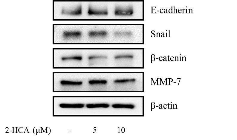 2-Hydroxycinnamaldehyde의 E-cadherin 단백질 발현 억제 효능