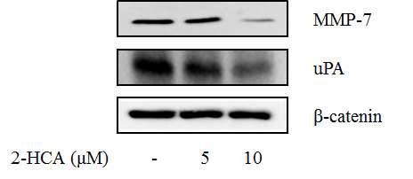 2-Hydroxycinnamaldehyde의 암전이 관련 하위 표적 단백질 발현 억제 효능