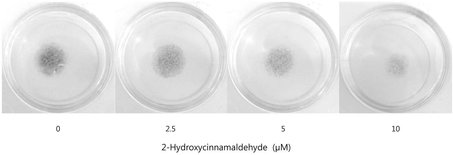 2-Hydroxycinnamaldehyde의 HT1080 세포에 대한 이동성 저해효능 평가