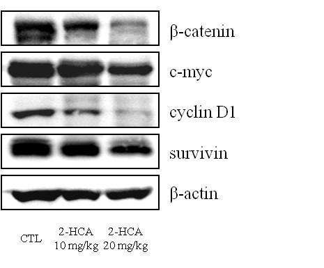 Tumor xenograft model에서 2-hydroxycinnamaldehyde에 의한 Wnt target 단백질 발현 억제 효능