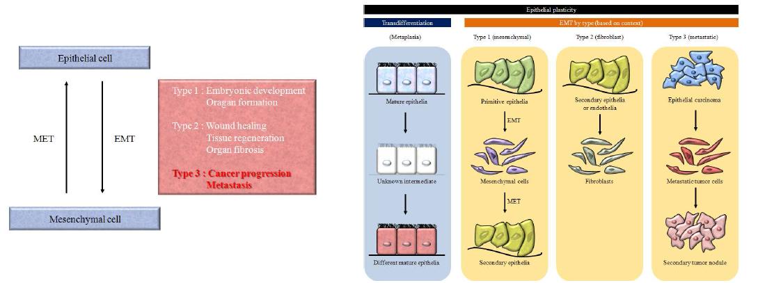 세포 형성성(cell plasticity)과 EMT와의 관계