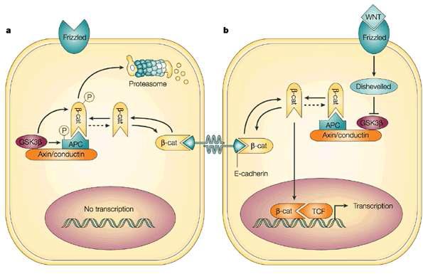 Wnt/β-Catenin 신호전달체계