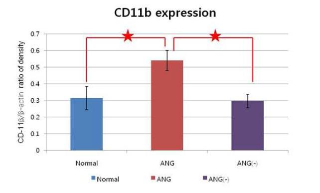정상 쥐, 안지오제닌 투여군, 대조군의 CD11b 발현 비교