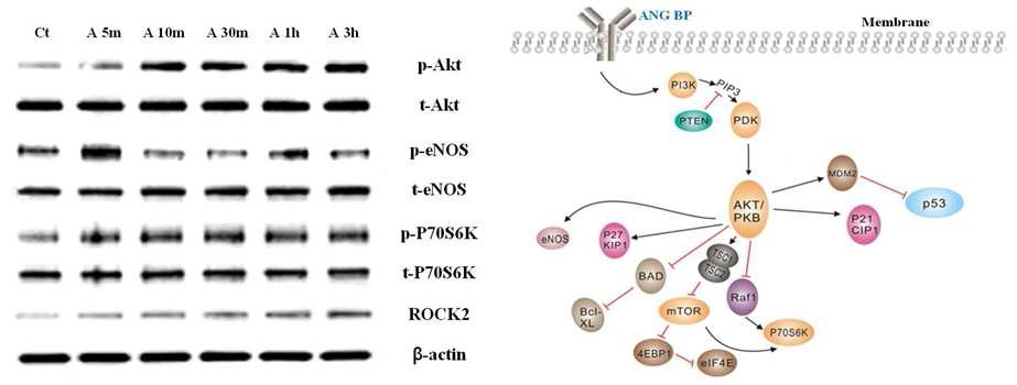 FactorX(angiogenin) 처리에 의한 세포증식관련 인자의 활성 변화