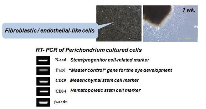 자가 귀구슬 연골막세포 배양결과 stem cell component 가 확인됨