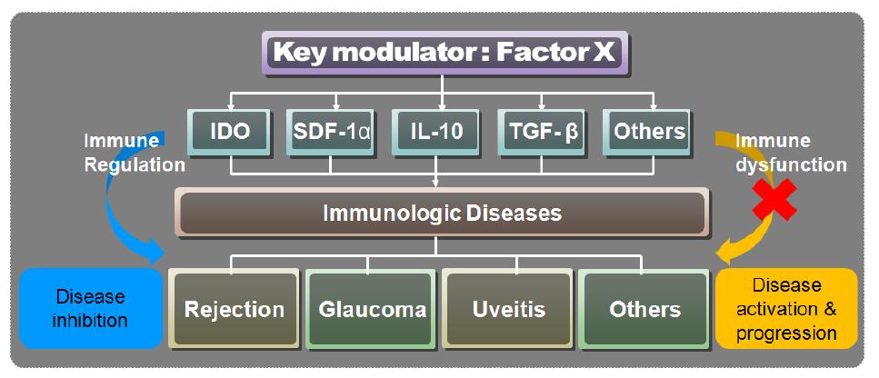 다른 면역조절인자를 조절하여 안과적 질병발생을 제어하는 물질 Factor X의 기전 모식도