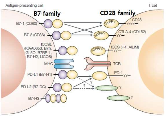 B7/CD28 family members. B7, CD28 family간의 상호작용을 보여줌