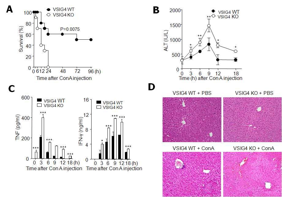 Mice lacking VSIG4 are more susceptible to ConA-induced liver injury.