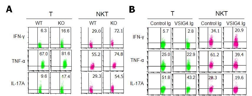 VSIG4 suppresses liver T- and NKT-cell production of proinflammatory cytokines in vivo.