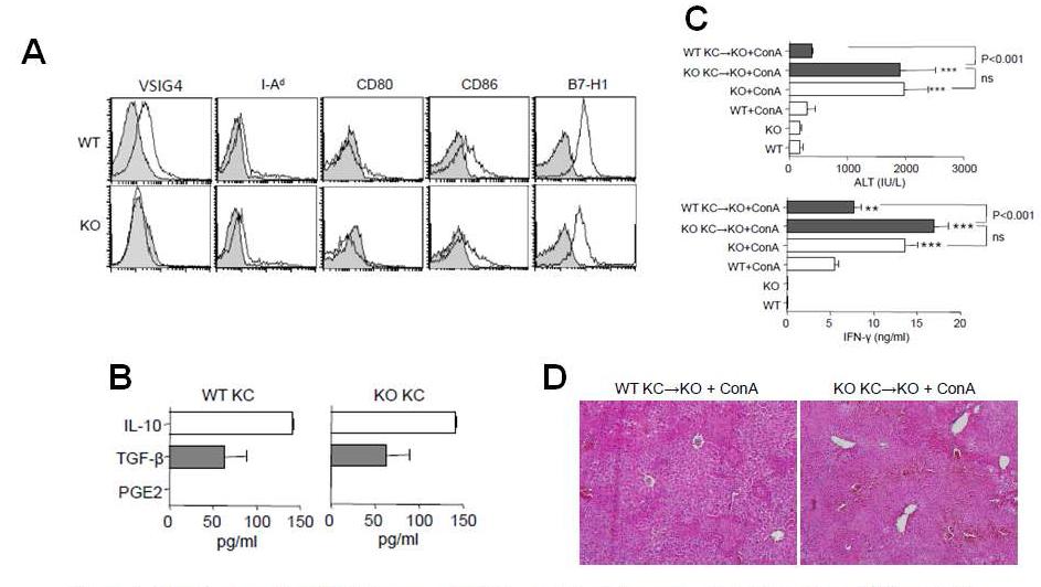 Adoptive transfer of VSIG4-expressing KCs alleviates immune-mediated liver injury.